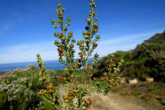 Erica glumiflora