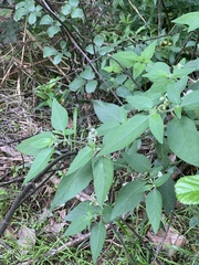 Solanum chenopodioides