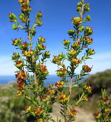 Erica glumiflora