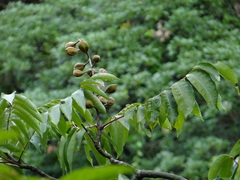 Bretschneidera sinensis