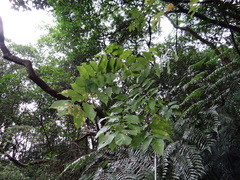 Bretschneidera sinensis