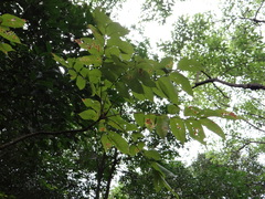 Bretschneidera sinensis