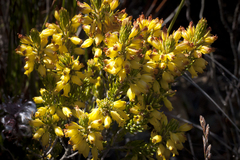 Erica parilis