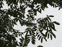 Bretschneidera sinensis