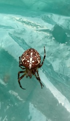 Araneus diadematus