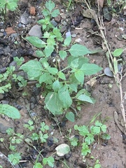 Solanum chenopodioides