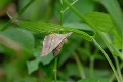 Oxyodes scrobiculata