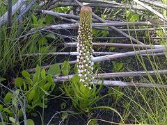 Disa obtusa hottentotica