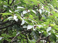 Ilex micrococca