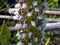 Disa obtusa hottentotica