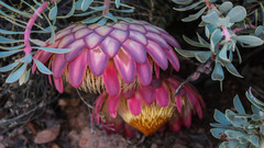 Protea sulphurea