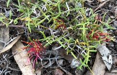Grevillea angustiloba