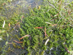 Drepanocladus