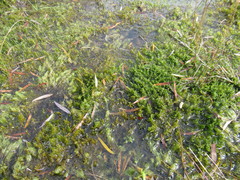 Drepanocladus
