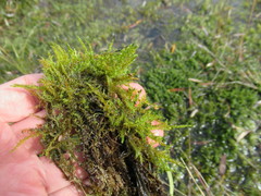 Drepanocladus