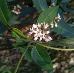 Leichhardtia suaveolens