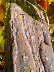 Hypoxylon vogesiacum