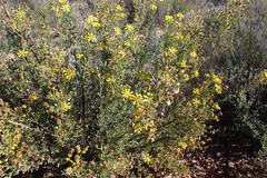 Othonninae