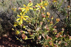 Othonninae