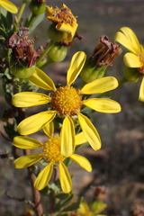 Othonninae