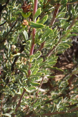 Othonninae