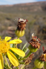 Othonninae