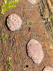 Hypoxylon vogesiacum
