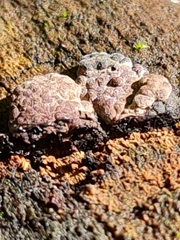 Hypoxylon vogesiacum