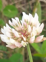 Trifolium repens repens