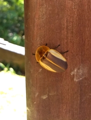 Cratomorphus aequalis