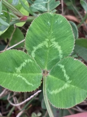 Trifolium repens repens