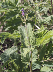 Salvia dumetorum