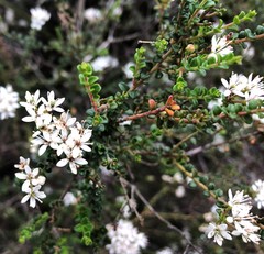 Leionema microphyllum