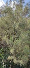 Tamarix nilotica