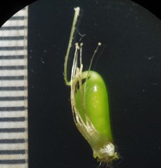 Crotalaria calycina