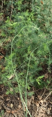 Asparagus palaestinus
