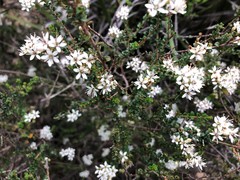 Leionema microphyllum