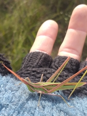 Acrida acuminata