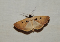 Anoba atriplaga