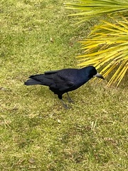 Corvus frugilegus