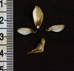 Crotalaria calycina
