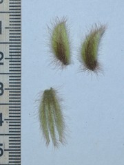 Crotalaria calycina