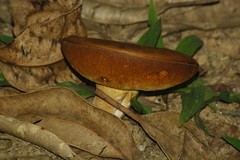 Phlebopus marginatus
