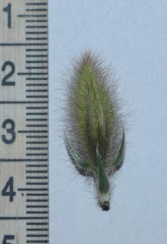 Image of Crotalaria calycina by no rights reserved