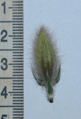 Crotalaria calycina