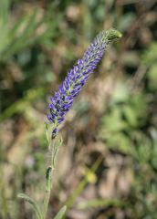 Veronica spicata bashkiriensis