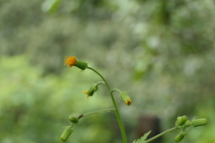 Gynura