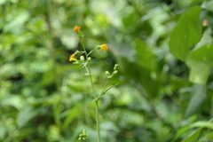 Gynura