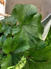 Geum