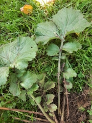 Geum
